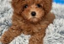 Your Pet Could Get Paid $25,000 to Be Cute and Snuggly